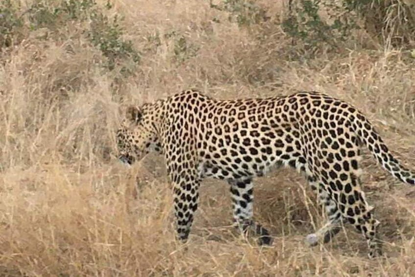 3 Day Kruger National Park from Johannesburg Round Trip
