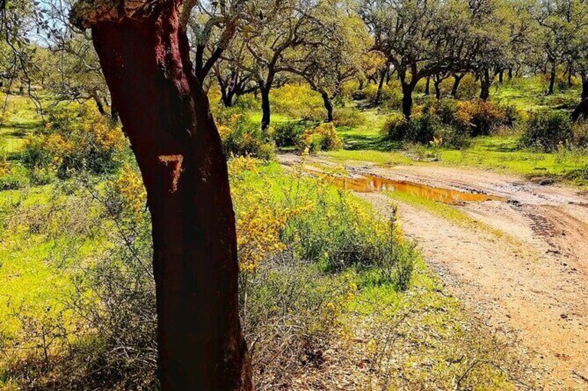 Show item 3 of 9. Cork Forest Safari