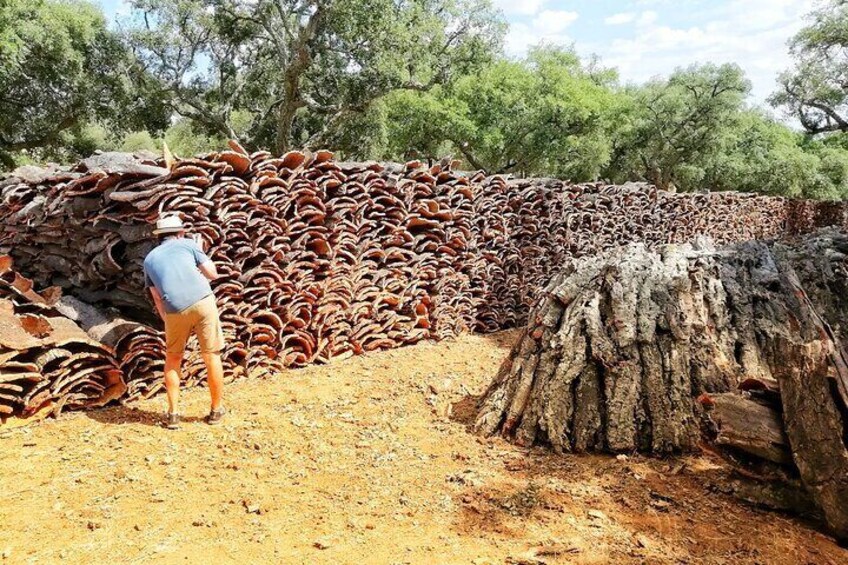 Cork Forest Safari