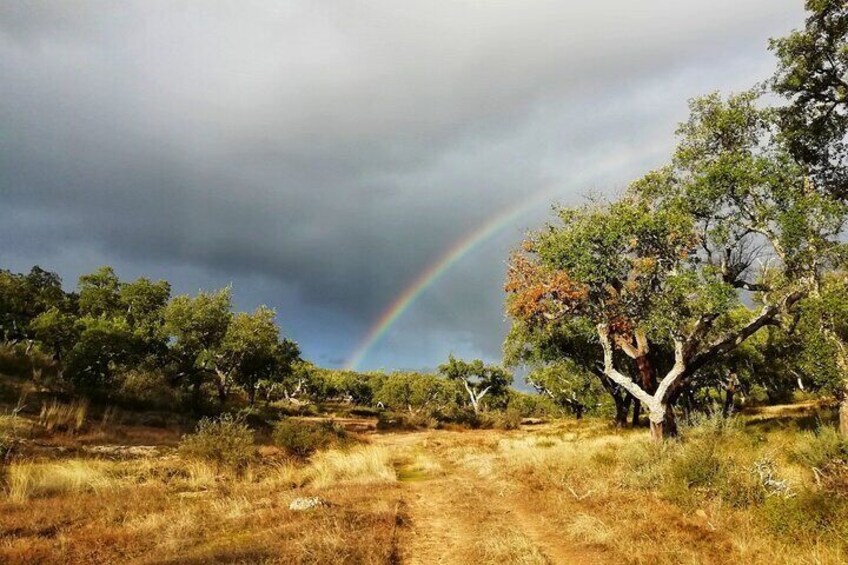 Cork Forest Safari