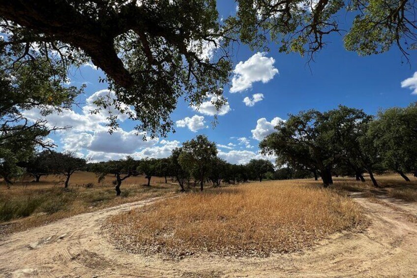 Cork Forest Safari