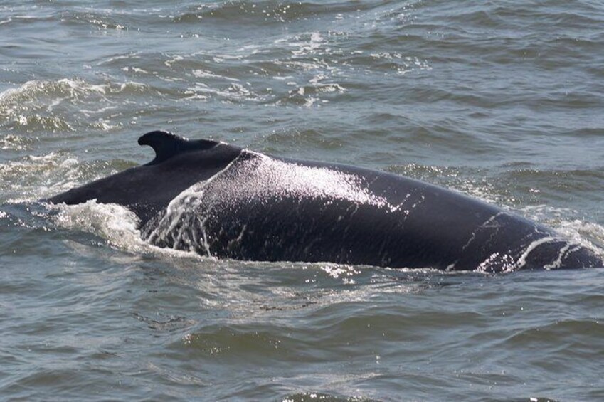 Show item 3 of 18. Whale and Dolphin Watching Cruise from Cape May