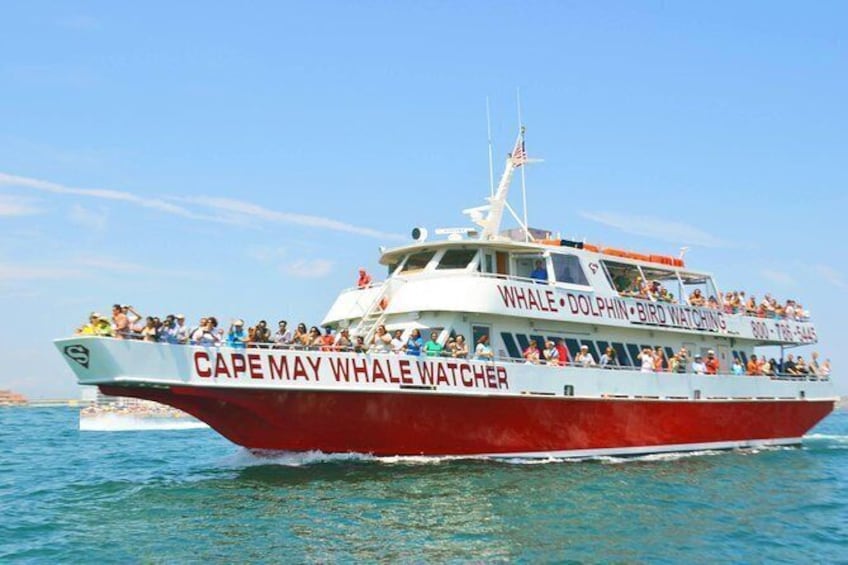 Show item 1 of 18. Whale and Dolphin Watching Cruise from Cape May