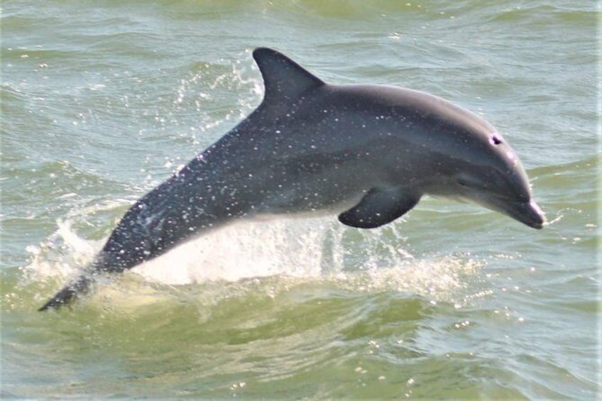 Show item 2 of 18. Whale and Dolphin Watching Cruise from Cape May