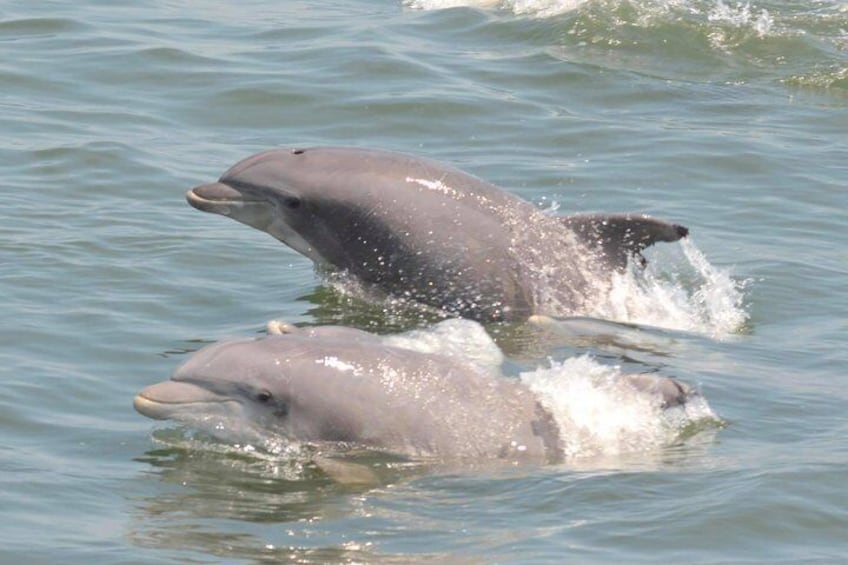 Whale and Dolphin Watching Cruise from Cape May