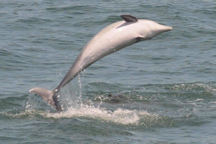 Show item 5 of 18. Whale and Dolphin Watching Cruise from Cape May