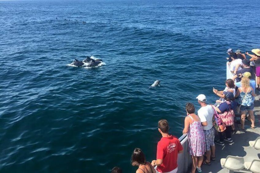 Dolphin Watching from Cape May