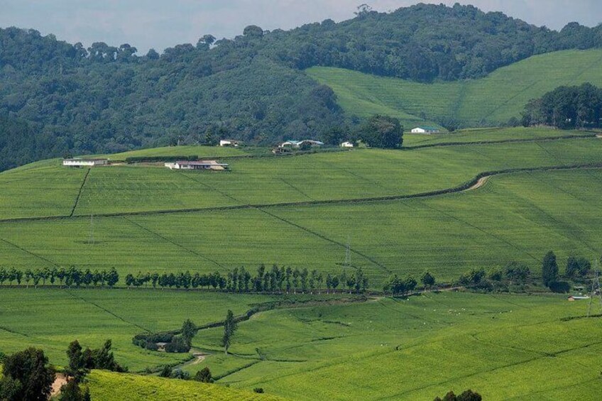 one of the Rwanda largest tea plantation