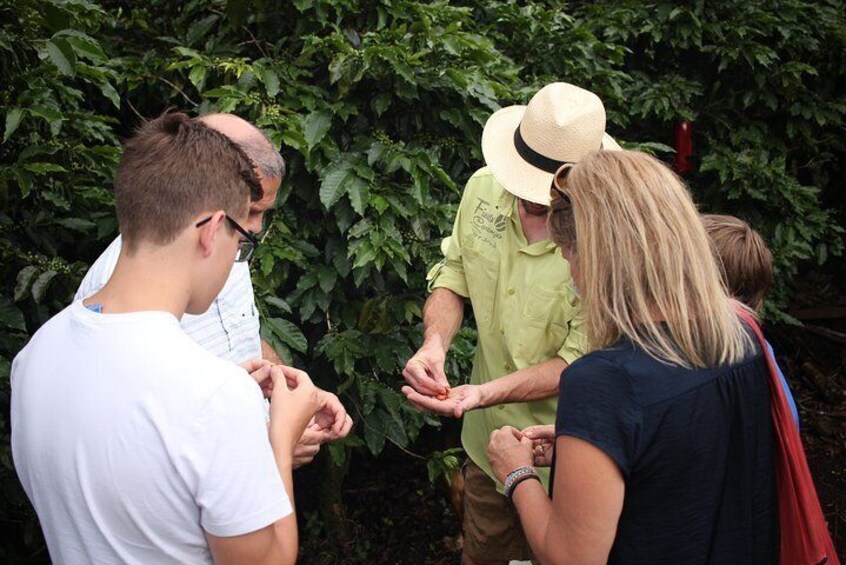 Learn about the coffee cherries