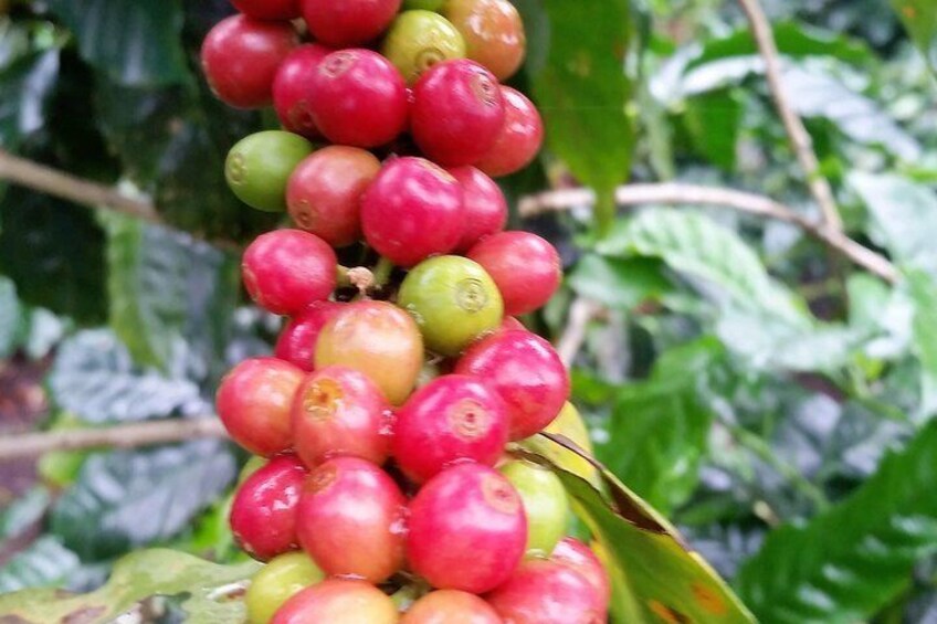 Coffee cherries