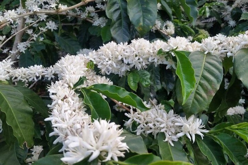 Coffee trees in bloom
