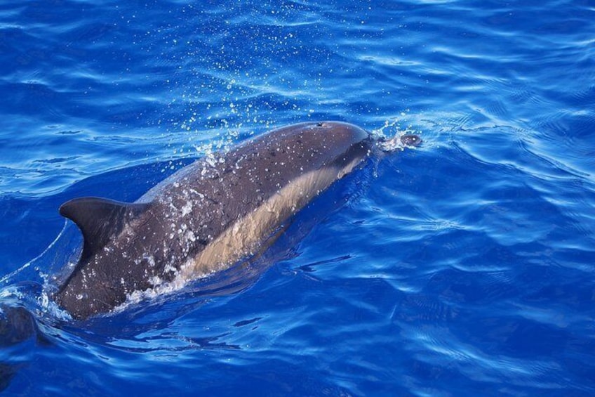 Madeira Dolphin and Whale Watching on a Luxurious Catamaran