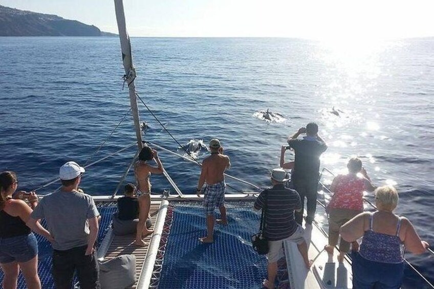 Madeira Dolphin and Whale Watching on a Sailing Catamaran