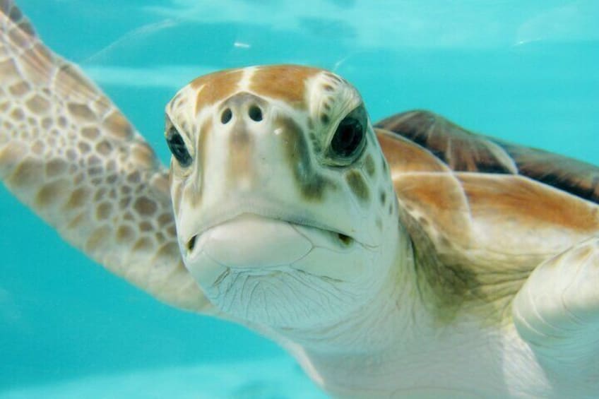 Show item 3 of 14. Or choose to play as a slower moving Turtle Team