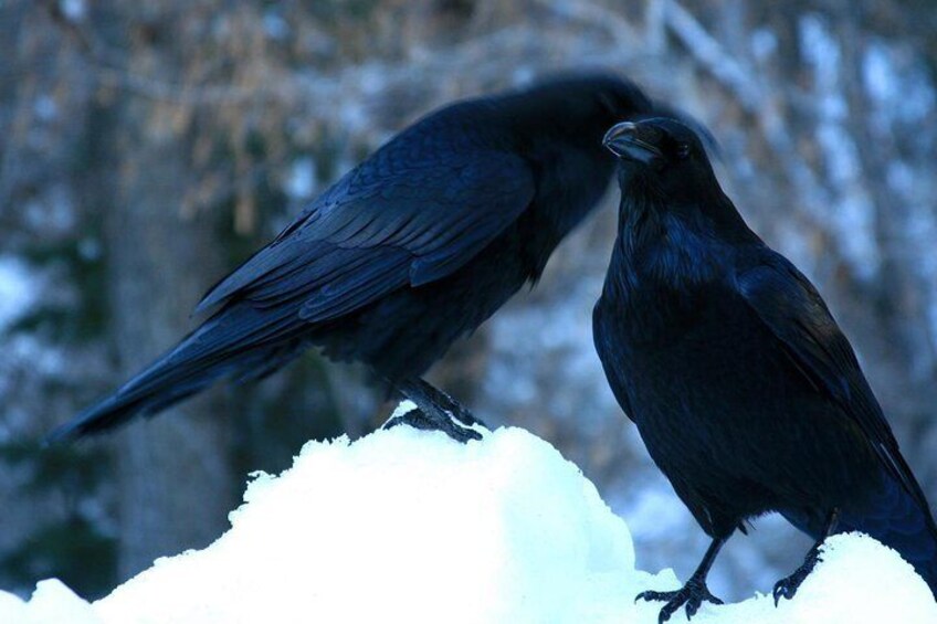 Even the ravens are whispering about this game!