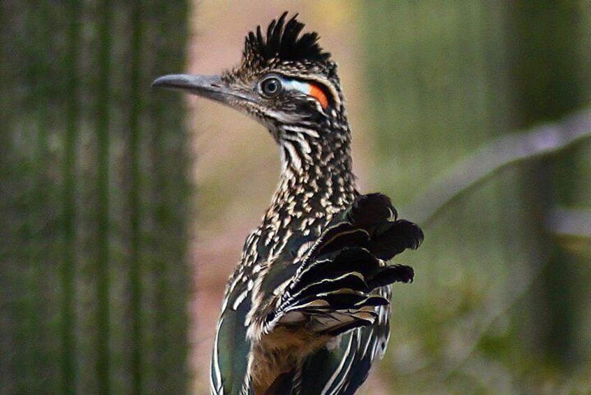 The Cactus Wren qualifies as a quirky bird.