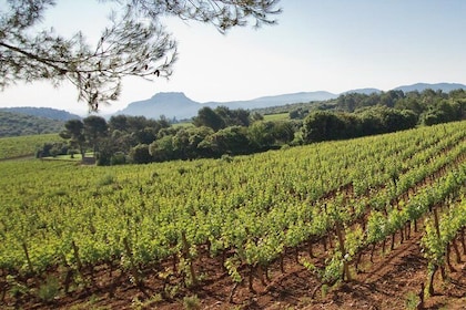 Tour del vino de Provenza - Tour privado de un día desde Niza