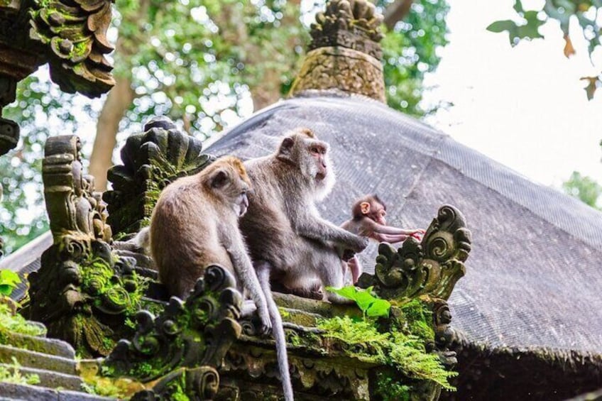 ATV Quad Adventure - Ubud Monkey Fores and Waterfall