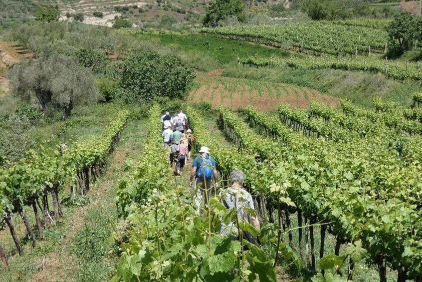 Winetasting tour in Alpeta winery - Roshnik village by 1001 Albanian Adventures