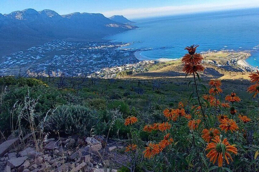 Hike Lion's Head Sunset Tour