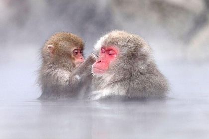 1-Day Snow Monkeys, Zenko-ji Temple & Sake in Nagano