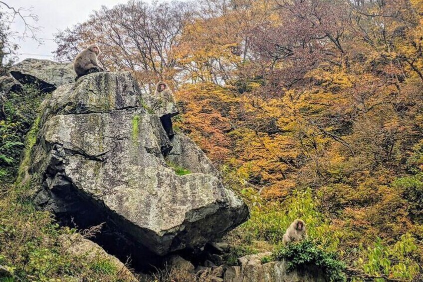 Known as 'koyo' in Japanese, the autumn leaves are an attraction in themselves.