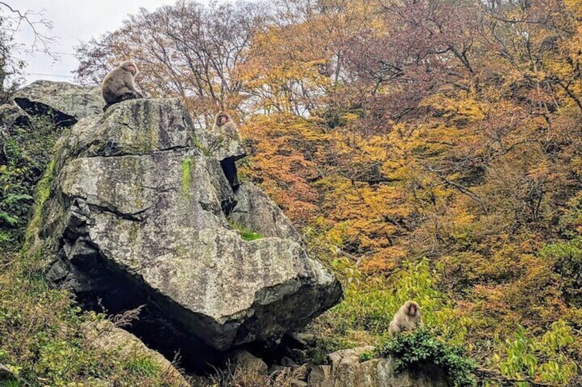 Known as 'koyo' in Japanese, the autumn leaves are an attraction in themselves.