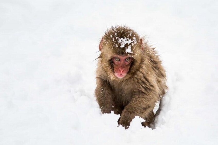 Highly intelligent and adaptable, the monkeys have learned to live and thrive in the cold of winter.