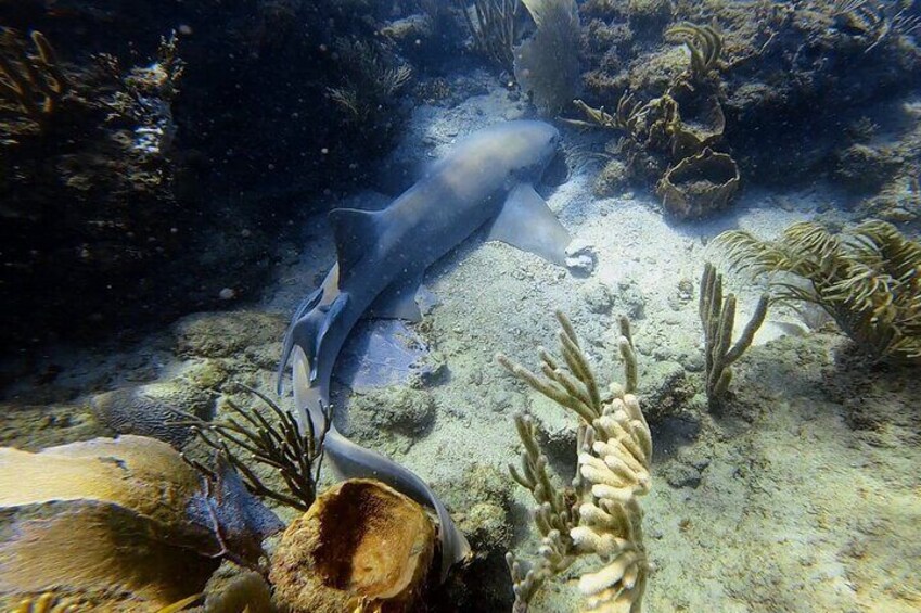 Beginner Scuba Diving Tour ***NO EXPERIENCE NEEDED***