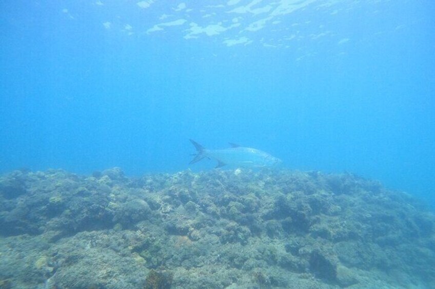 Beginner Scuba Diving Tour ***NO EXPERIENCE NEEDED***