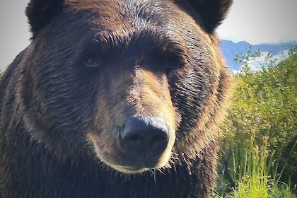 Anchorage Wilderness Wildlife Glacier Experience