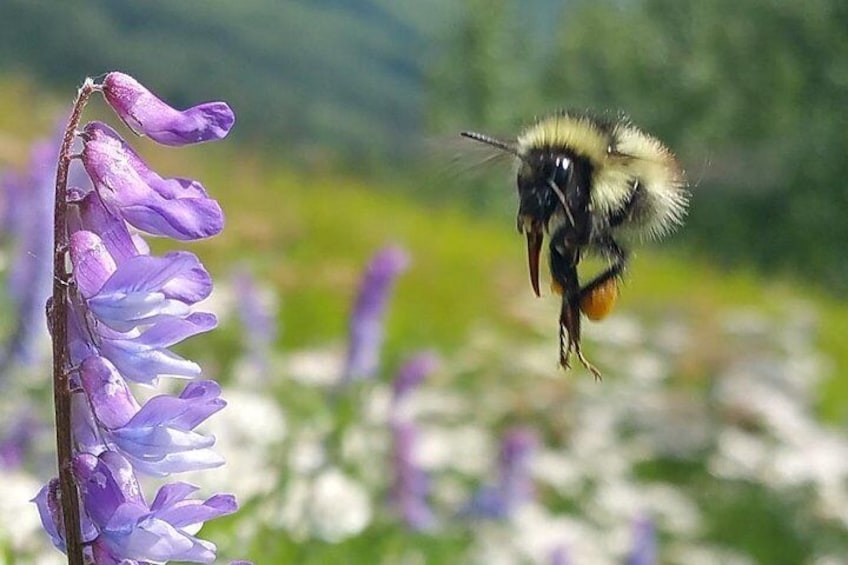 Within our summer season, meadows have very short cycles of prestine wildflowers and activity. Our free photo lessons will instruct you how best to capture your vacation using a cellphone--like this.