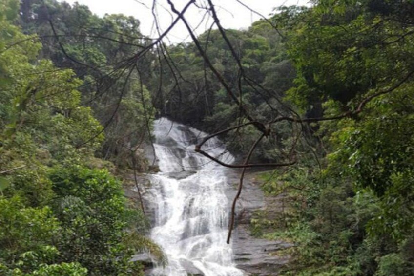 Private Tour Tijuca Forest and Botanical Garden