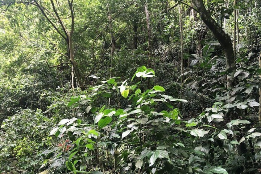 Half Day Rainforest Tour