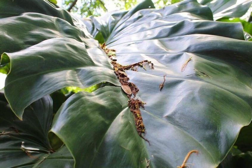 Half Day Rainforest Tour