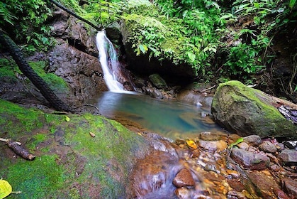 St. Kitts Half-Day Rainforest Tour