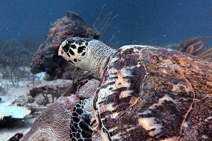 Aruba 1-Tank guided Dive for certified divers with rental equipment