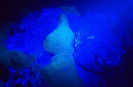 Aruba 1-Tank guided UV Night Dive for certified divers with rental equipmen...