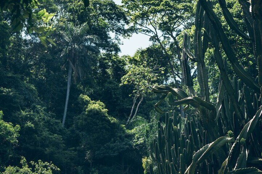 Lush Rainforest