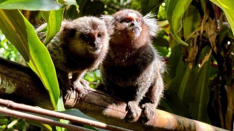 Baby monkeys