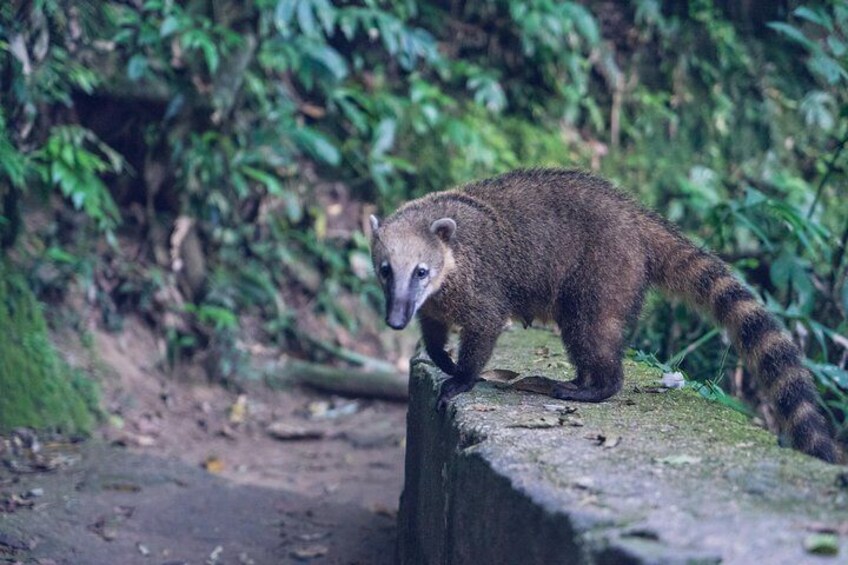 Discover Rio Green Lungs: Tijuca National Park