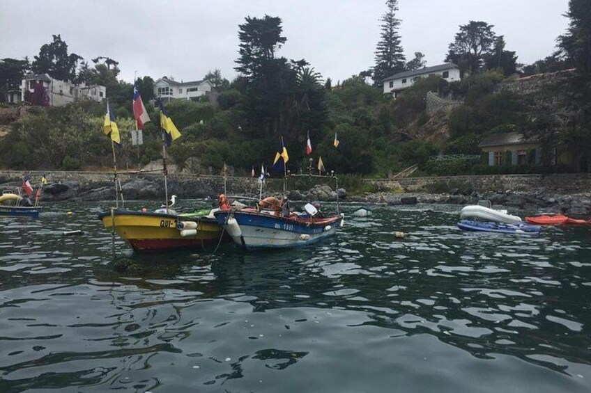 Penguins Watching Navigation Cachagua Island Zapallar F VALPARAIS