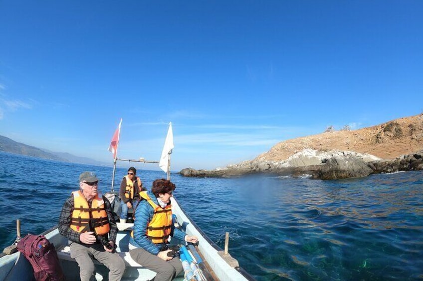 Penguins Watching Navigation Cachagua Island Zapallar F VALPARAIS