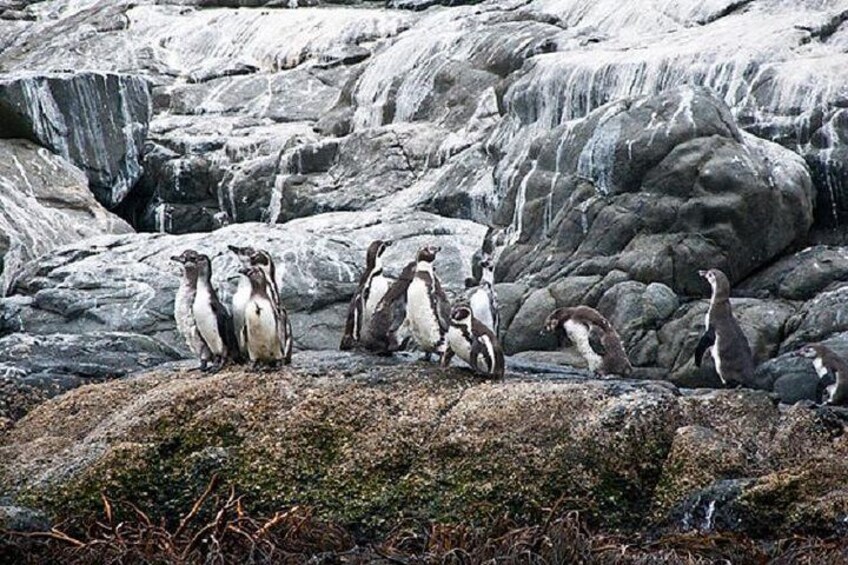 Penguins Island in Cachagua + Zapallar Coastal (FROM VALPARAISO PRIVATE TOUR)