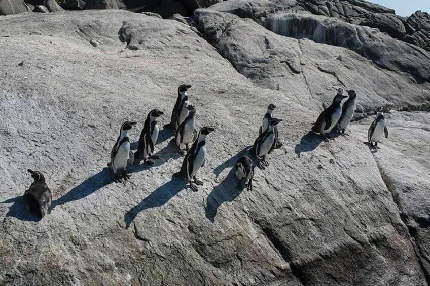 Penguins Watching Navigation Cachagua Island& Lunch From SANTIAGO