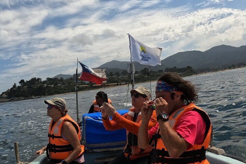 Penguins Watching Navigation Cachagua Island Zapallar F. SANTIAGO