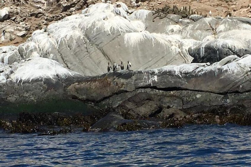 Penguins Watching Navigation Cachagua Island Zapallar F. SANTIAGO