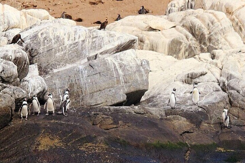 Penguins Watching Navigation Cachagua Island Zapallar F. SANTIAGO