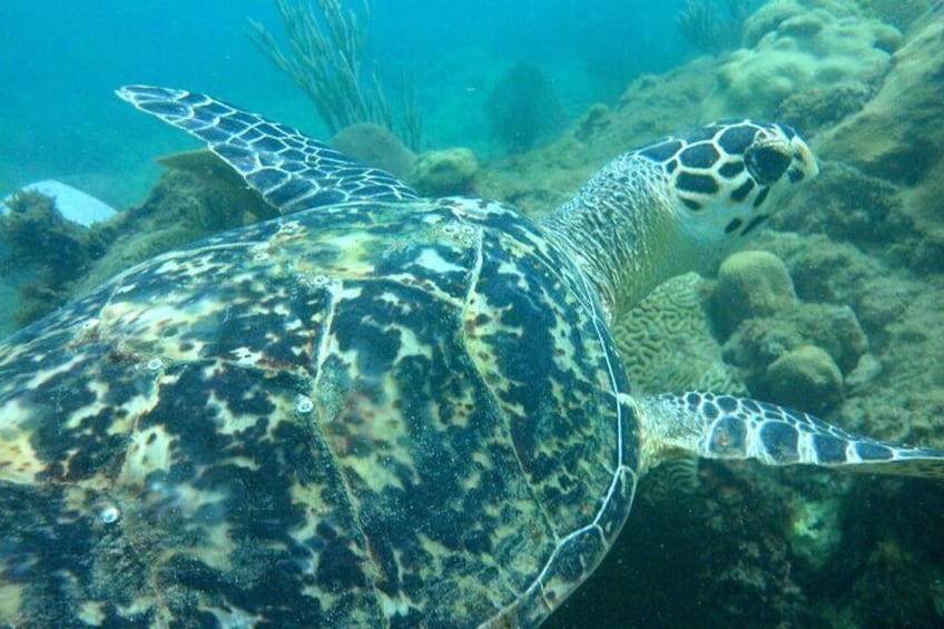 Rincon Snorkeling Adventure