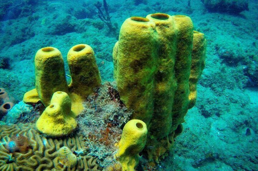 Yellow Tube Sponge